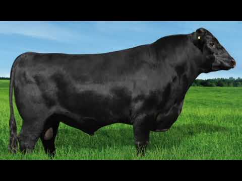 039 - 3E TIBONE TE A801