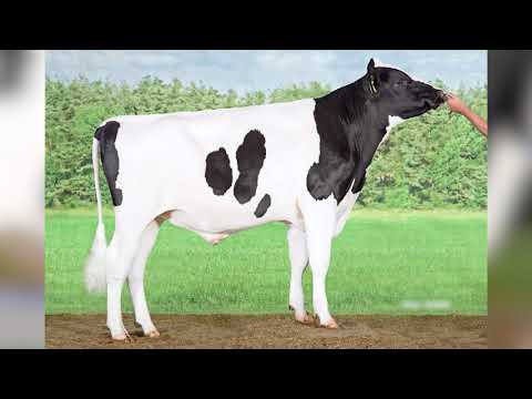 617 - DE BIESHEUVEL JETHRO