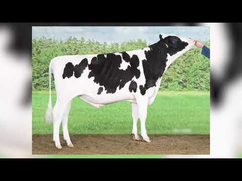 621 - DELTA LENDOR
