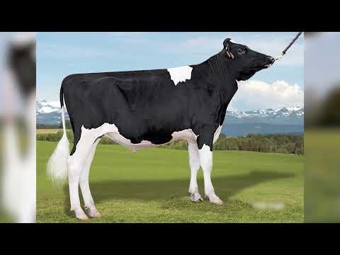 684 - PEAK EASTON