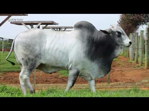 761 - SONHO DO GOLIAS