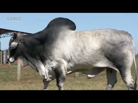 764 - CÔNSUL DO GOLIAS