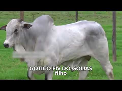 026 - ESPELHO DO GOLIAS