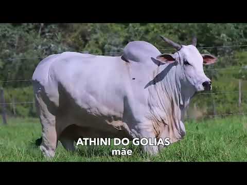 082 - BIFE DO GOLIAS