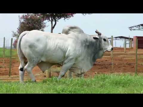 275 - TANGO DO GOLIAS