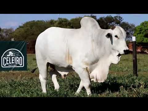 276 - ELFO FIV CELEIRO