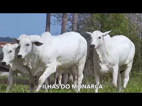 537 - MONARCA 7 ESTRELAS