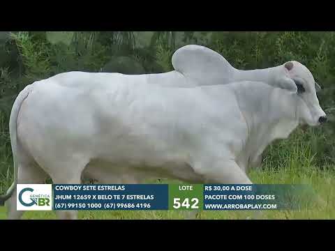 542 - COWBOY 7 ESTRELAS