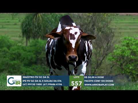 557 - MAESTRO FIV GC DA SL