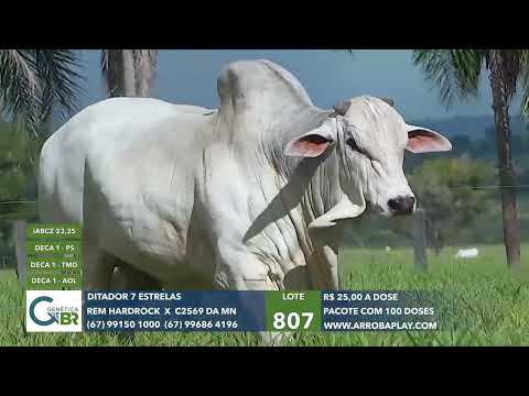 807 DITADOR SETE 5301