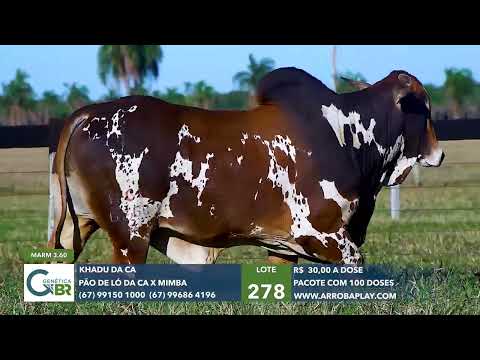 278 - KHADU DA CA