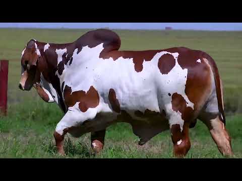 556 - MARROCOS FIV DA GC DA SL