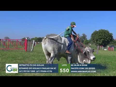 550 - RETRATTO FIV DO GOLIAS