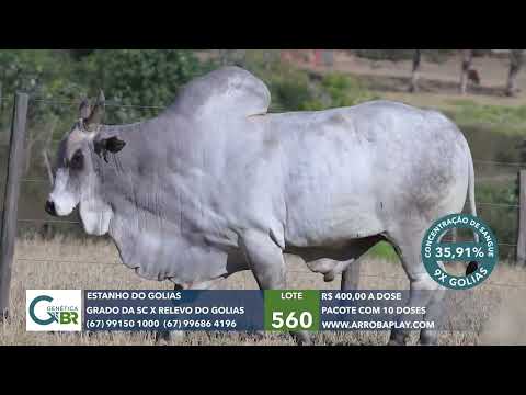 560 - ESTANHO DO GOLIAS