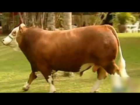 100 - BAR 5 MR. OPTIMAL 447L