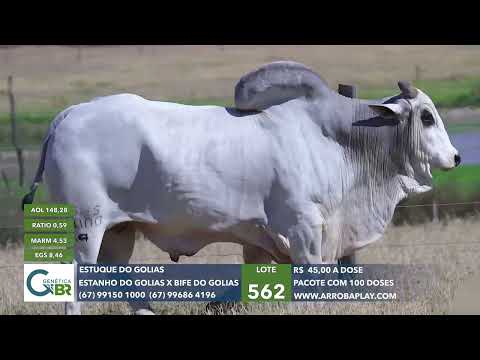 562 - ESTUQUE DO GOLIAS