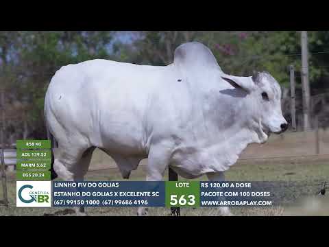 563 - LINNHO FIV DO GOLIAS