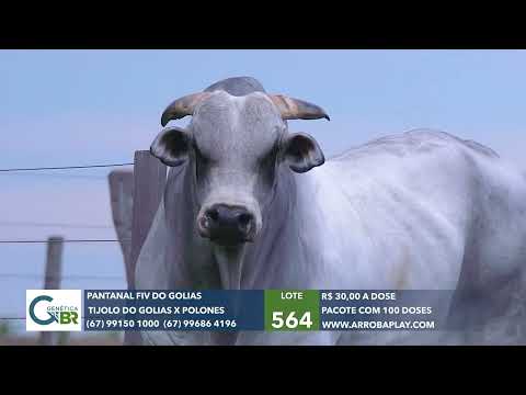 564 - PANTANAL FIV DO GOLIAS