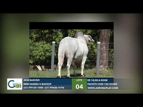 004 - REM BASCÃO