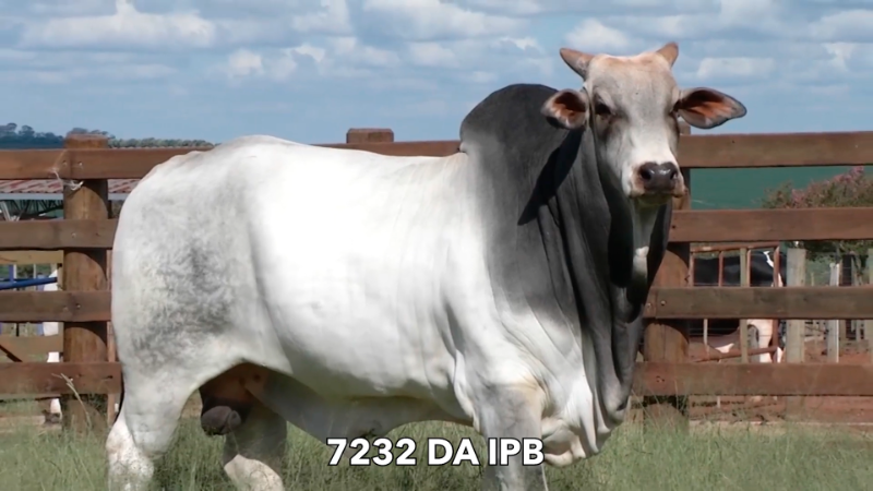 804 - 7232 DA IPB