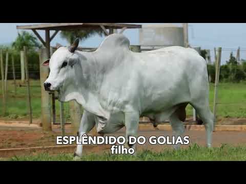 084 - TIJOLO DO GOLIAS