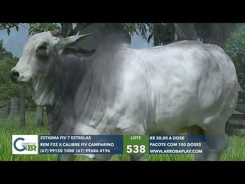 538 - ESTIGMA FIV 7 ESTRELAS