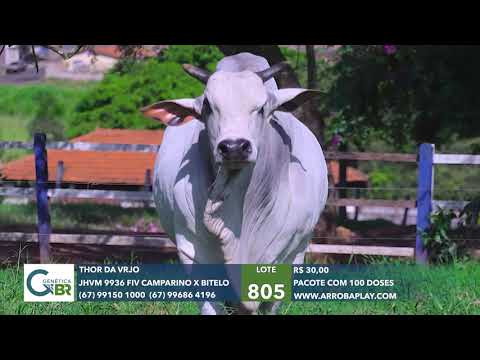 805 - THOR DA VRJO
