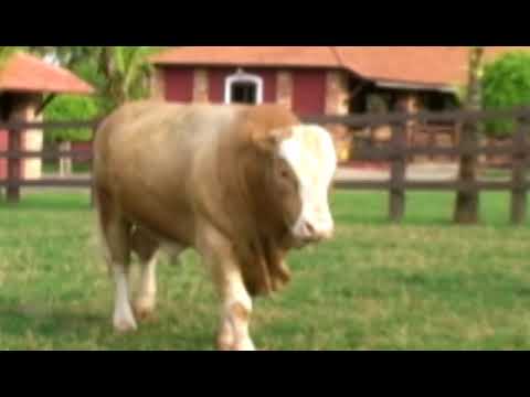 104 - KING OF AFRICA DA ZURITA